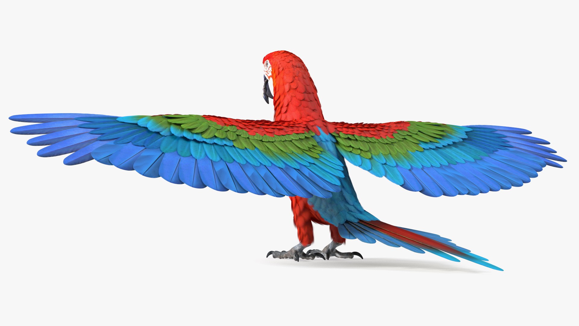 Red and Green Macaw Parrot Rigged 3D model https://p.turbosquid.com/ts-thumb/6k/9GbNJ4/DA/redandgreenmacawparrotrigged3dsmodel025/jpg/1629404814/1920x1080/fit_q87/39b7f48219c5397f195416262ef7d7c3cfe89120/redandgreenmacawparrotrigged3dsmodel025.jpg