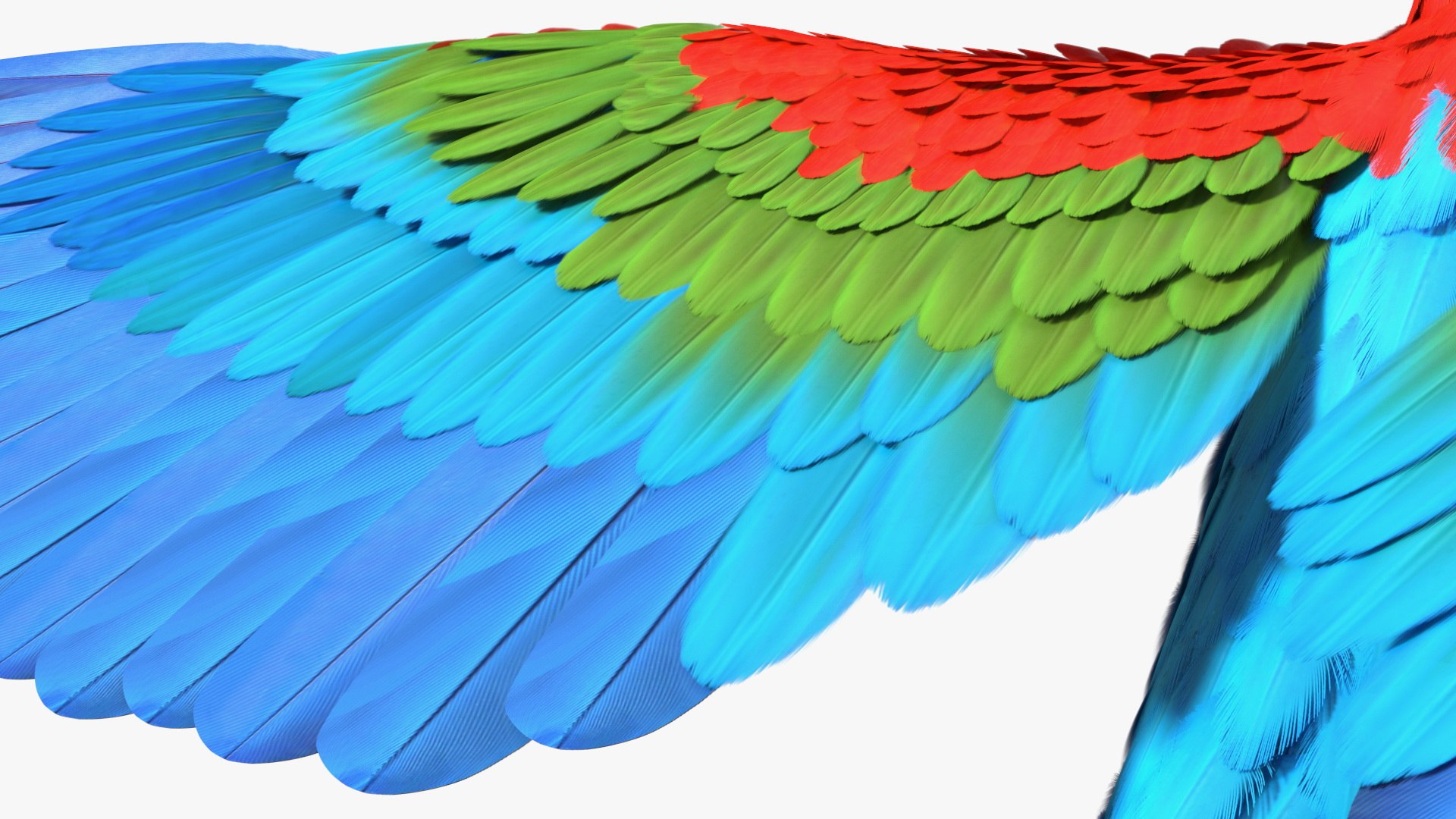 Red and Green Macaw Parrot Rigged 3D model https://p.turbosquid.com/ts-thumb/6k/9GbNJ4/MH/redandgreenmacawparrotrigged3dsmodel027/jpg/1629404818/1920x1080/fit_q87/3daeb267a2686af602283385d645ff0173225939/redandgreenmacawparrotrigged3dsmodel027.jpg