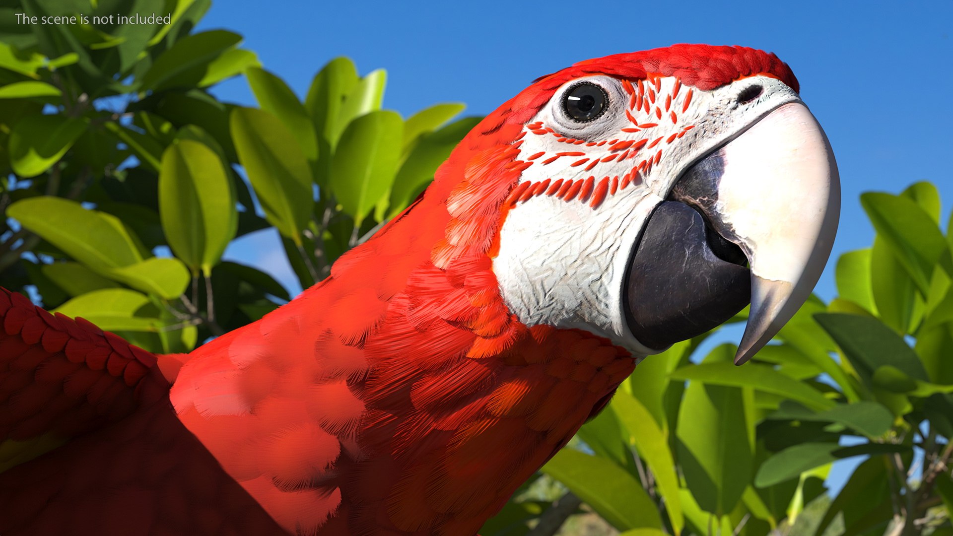 Red and Green Macaw Parrot Rigged 3D model https://p.turbosquid.com/ts-thumb/6k/9GbNJ4/Nc/redandgreenmacawparrotrigged3dsmodel011/jpg/1629404779/1920x1080/fit_q87/6dd96653ec80d5463e529035d3b17a60f3609e4c/redandgreenmacawparrotrigged3dsmodel011.jpg