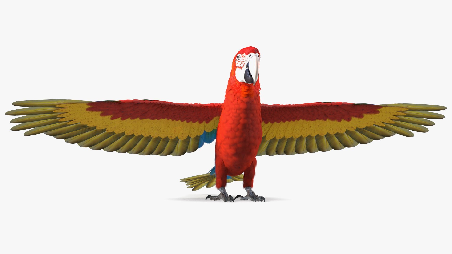 Red and Green Macaw Parrot Rigged 3D model https://p.turbosquid.com/ts-thumb/6k/9GbNJ4/Sd/redandgreenmacawparrotrigged3dsmodel020/jpg/1629404802/1920x1080/fit_q87/af22153ac3c06fb3875274f92a29e2228a03578c/redandgreenmacawparrotrigged3dsmodel020.jpg