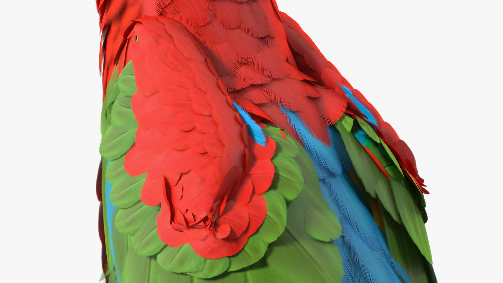 Red and Green Macaw Parrot Rigged 3D model https://p.turbosquid.com/ts-thumb/6k/9GbNJ4/WJ/redandgreenmacawparrotrigged3dsmodel030/jpg/1629404824/1920x1080/fit_q87/13dd4f50a47c8ee034dcf05728528f32c74aefdb/redandgreenmacawparrotrigged3dsmodel030.jpg