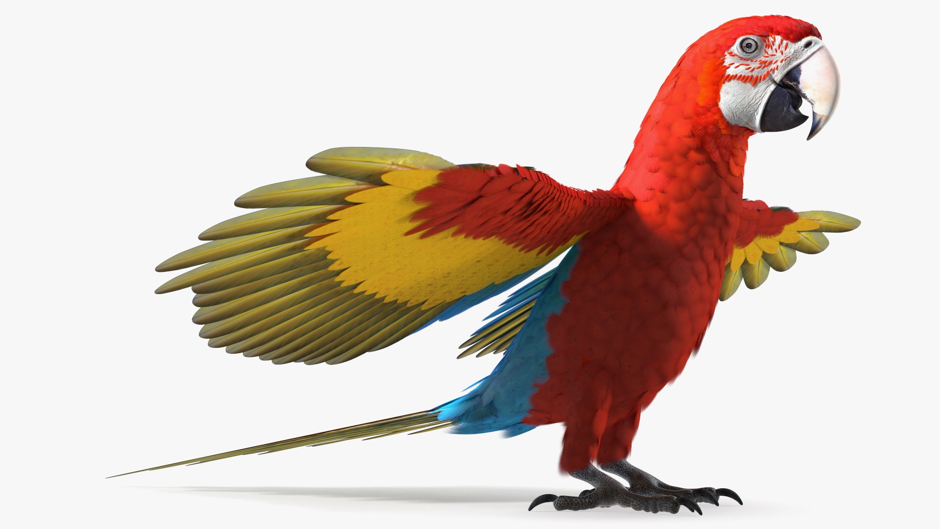 Red and Green Macaw Parrot Rigged 3D model https://p.turbosquid.com/ts-thumb/6k/9GbNJ4/ei/redandgreenmacawparrotrigged3dsmodel021/jpg/1629404804/1920x1080/fit_q87/6474750f22b9fac255c392c73f7e3bc195a89b41/redandgreenmacawparrotrigged3dsmodel021.jpg