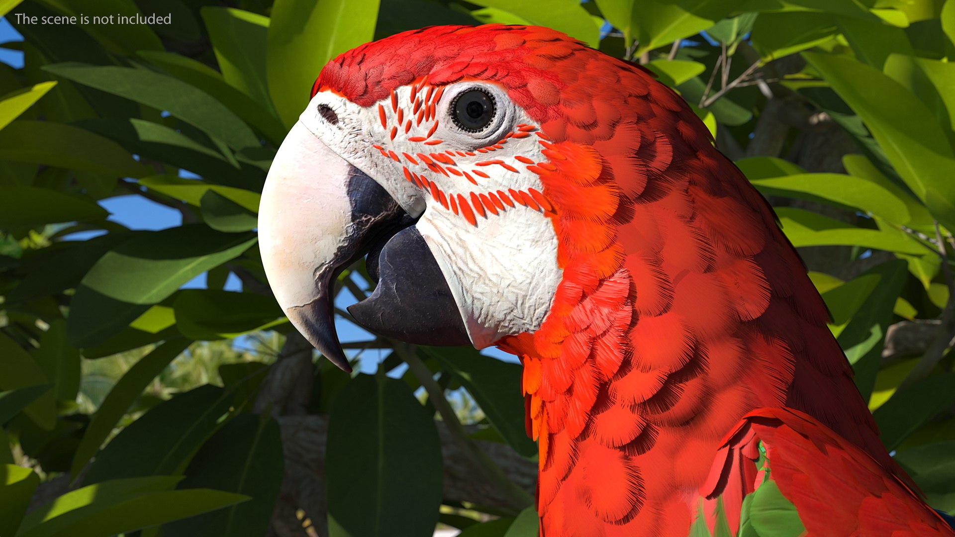 Red and Green Macaw Parrot Rigged 3D model https://p.turbosquid.com/ts-thumb/6k/9GbNJ4/i5/redandgreenmacawparrotrigged3dsmodel010/jpg/1629404776/1920x1080/fit_q87/ec04b776f156d1db8d8eb34462ad9998c38a36fb/redandgreenmacawparrotrigged3dsmodel010.jpg