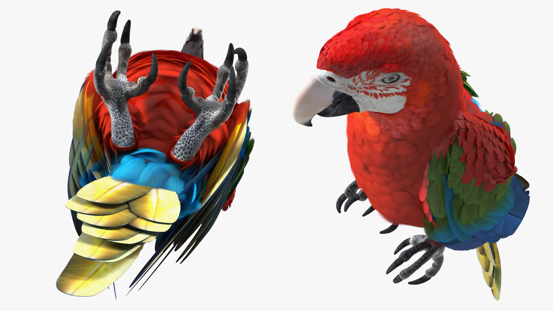 Red and Green Macaw Parrot Rigged 3D model https://p.turbosquid.com/ts-thumb/6k/9GbNJ4/ps/redandgreenmacawparrotrigged3dsmodel017/jpg/1629404795/1920x1080/fit_q87/0b8865866e7417c6358801f4e358f39f9607e1fa/redandgreenmacawparrotrigged3dsmodel017.jpg
