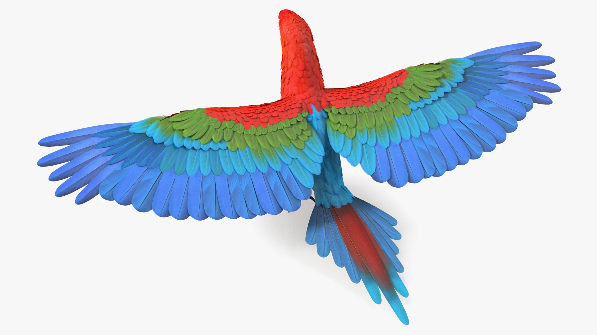 Red and Green Macaw Parrot Rigged 3D model https://p.turbosquid.com/ts-thumb/6k/9GbNJ4/rm/redandgreenmacawparrotrigged3dsmodel024/jpg/1629404811/1920x1080/fit_q87/b0d8dd1c37df7998acd5c6e6f32682047e441089/redandgreenmacawparrotrigged3dsmodel024.jpg