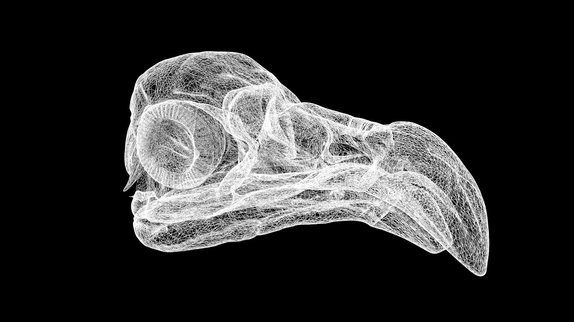 Bird Skulls 3D model https://p.turbosquid.com/ts-thumb/6k/CDBn94/2f/skull9/jpg/1651142795/1920x1080/fit_q87/583a8dd8f46ea5700e916e0607467913deaa5551/skull9.jpg