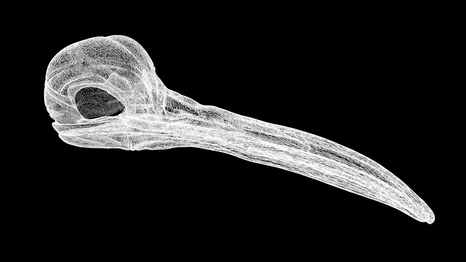 Bird Skulls 3D model https://p.turbosquid.com/ts-thumb/6k/CDBn94/ZU/skull8/jpg/1650812509/1920x1080/fit_q87/cbc9e599bfcb090613fc417a8c8df08f5659f56f/skull8.jpg