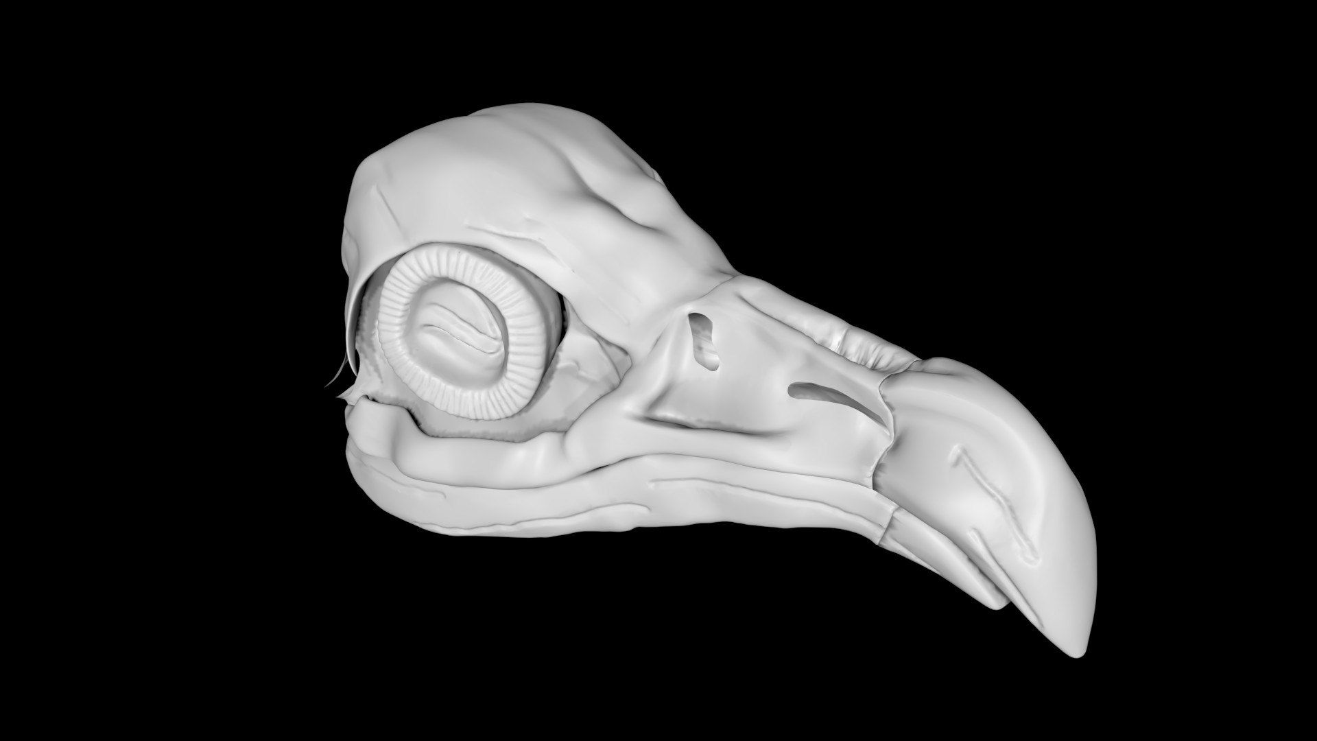 Bird Skulls 3D model https://p.turbosquid.com/ts-thumb/6k/CDBn94/bz/skull1/jpg/1651142793/1920x1080/fit_q87/2f70fc310a6ea897fd10e18c54a6925bf6986d2b/skull1.jpg