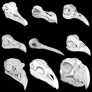 Bird Skulls 3D model