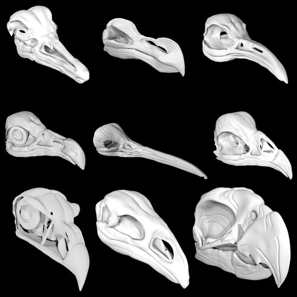 bird skull anatomy