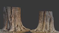Tree Stump with Exposed Roots