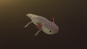 3D Axolotl Salamander model