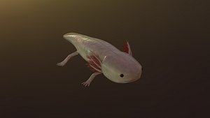 Axolotl Salamander
