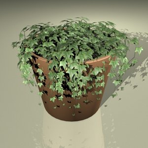 Ivy Plant_max