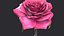 3D Rose model