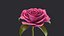 3D Rose model