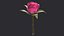 3D Rose model