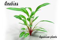 Anubias