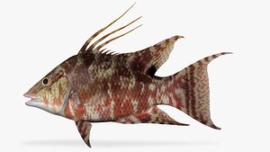 hogfish fish 3D model