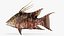 Hogfish
