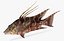Hogfish