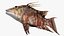 Hogfish