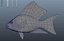 Hogfish
