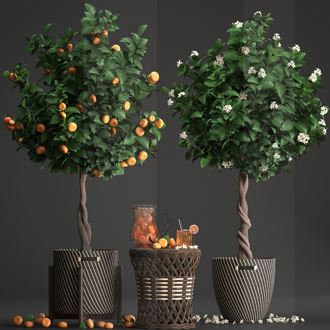 mandarin tree fruit 3D model https://p.turbosquid.com/ts-thumb/6l/EvLWj0/53bwZXK0/citrustree19011912/jpg/1548011615/1920x1080/fit_q87/7aaa16071b93214fc6c82a71748deecdd56b7a8c/citrustree19011912.jpg