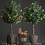 mandarin tree fruit 3D model