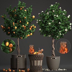 mandarin tree fruit 3D model