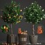 mandarin tree fruit 3D model