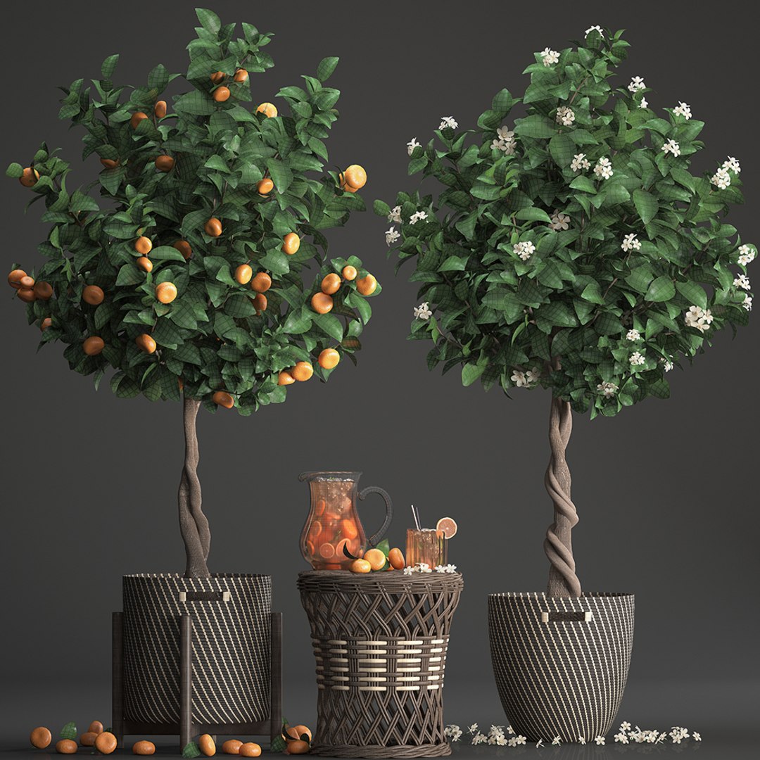 mandarin tree fruit 3D model https://p.turbosquid.com/ts-thumb/6l/EvLWj0/DaaOWZ36/citrustree19011910/jpg/1548011615/1920x1080/fit_q87/7a0371a0660b23a90843cea66354af21a5942c5e/citrustree19011910.jpg