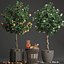 mandarin tree fruit 3D model