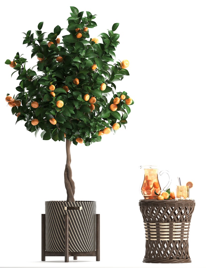mandarin tree fruit 3D model https://p.turbosquid.com/ts-thumb/6l/EvLWj0/HyyroOR1/citrustree19011906/jpg/1548011615/1920x1080/fit_q87/d9dea17edd0628888b45428242fbbfb3e636d398/citrustree19011906.jpg