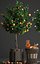 mandarin tree fruit 3D model