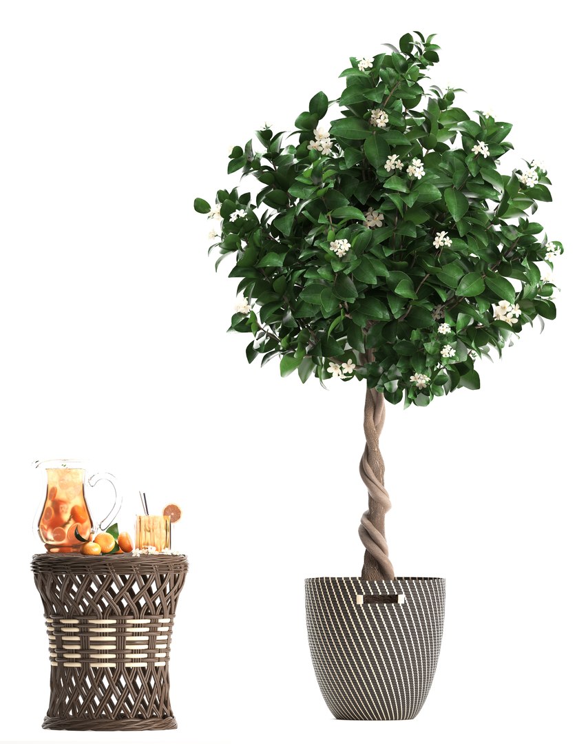 mandarin tree fruit 3D model https://p.turbosquid.com/ts-thumb/6l/EvLWj0/YB9riY9V/citrustree19011907/jpg/1548011615/1920x1080/fit_q87/fa55f892d10331396e55be0a4d9f38d068a87515/citrustree19011907.jpg