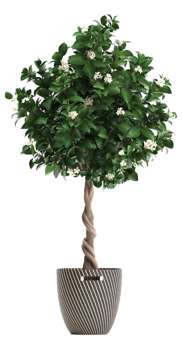 mandarin tree fruit 3D model https://p.turbosquid.com/ts-thumb/6l/EvLWj0/dR72gYIa/citrustree19011914/jpg/1548011615/1920x1080/fit_q87/94428b70e11fc01a445b2762003b23453b5ddb0b/citrustree19011914.jpg