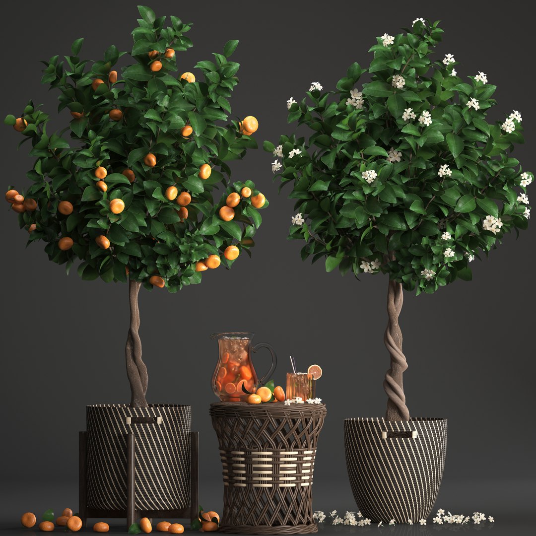 mandarin tree fruit 3D model https://p.turbosquid.com/ts-thumb/6l/EvLWj0/kbnXIW7H/citrustree19011901/jpg/1548011615/1920x1080/fit_q87/55b2505f39e8dd7485cd1afbfb47f5b9ba87f632/citrustree19011901.jpg