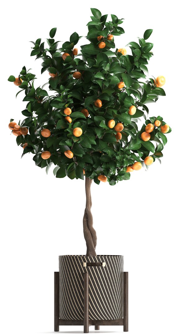 mandarin tree fruit 3D model https://p.turbosquid.com/ts-thumb/6l/EvLWj0/qL8W9zef/citrustree19011913/jpg/1548011615/1920x1080/fit_q87/170b810bec56160de15ee4e2f6aa161219585804/citrustree19011913.jpg