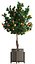 mandarin tree fruit 3D model