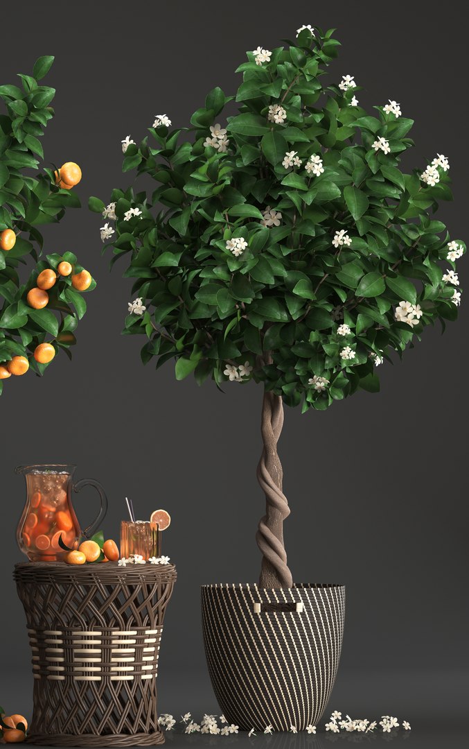 mandarin tree fruit 3D model https://p.turbosquid.com/ts-thumb/6l/EvLWj0/tOMpUXff/citrustree19011904/jpg/1548011615/1920x1080/fit_q87/2194764dd410b13eda981f48db11c22d5ac491ec/citrustree19011904.jpg