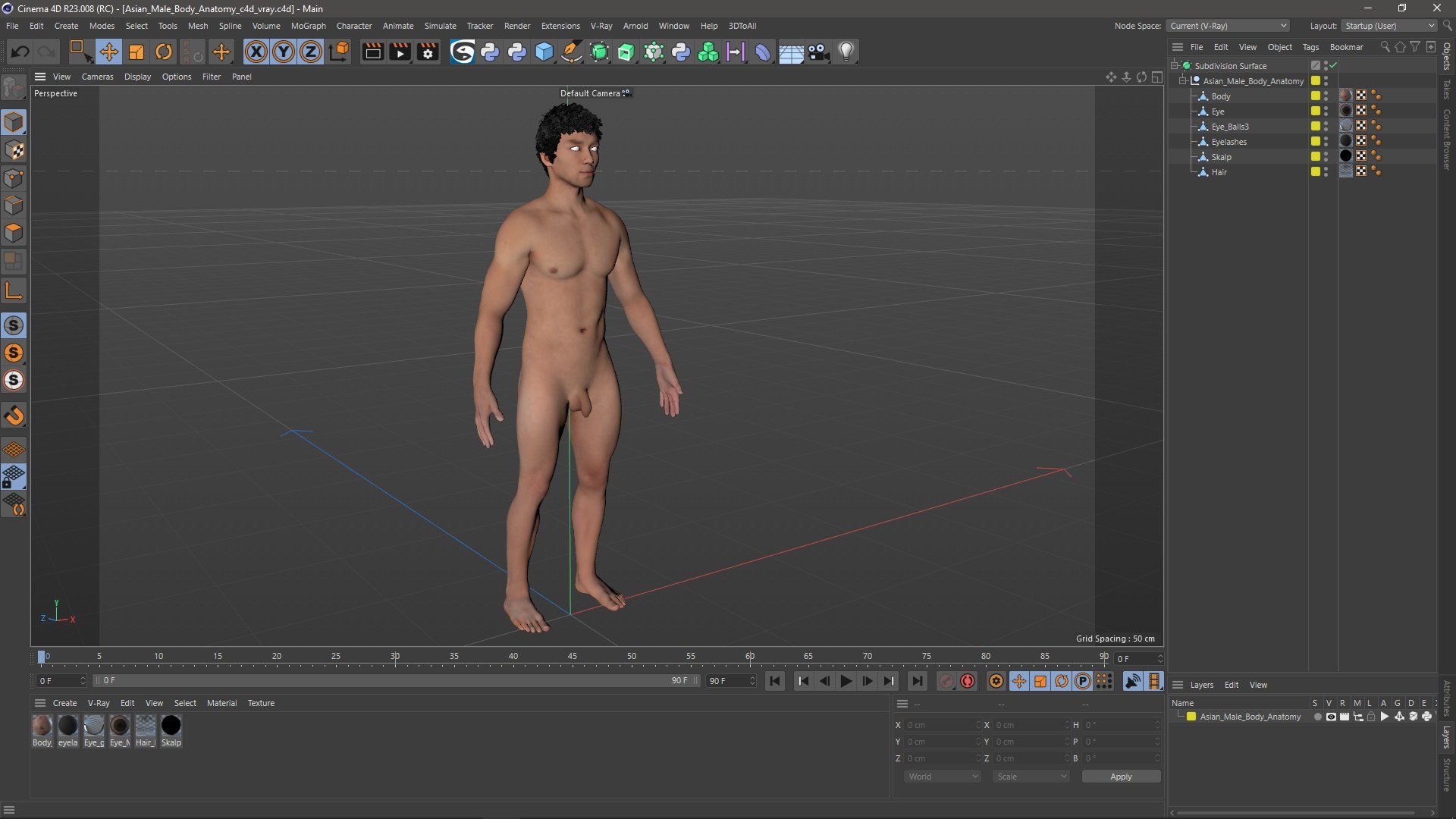 Asian Male Body Anatomy 3D model https://p.turbosquid.com/ts-thumb/6l/QHkdC5/dT/asianmalebodyanatomyvray3dmodel020/jpg/1729644966/1920x1080/fit_q87/57213cbeb85bb761ca464d6b3e6ce2b67c395f86/asianmalebodyanatomyvray3dmodel020.jpg