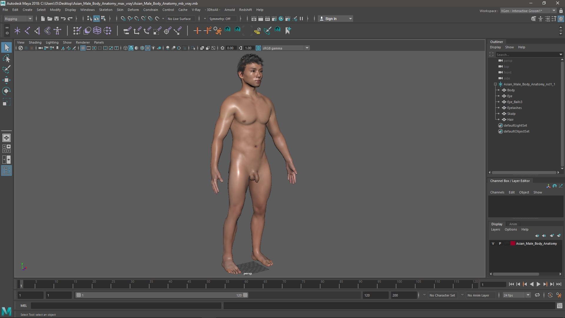 Asian Male Body Anatomy 3D model https://p.turbosquid.com/ts-thumb/6l/QHkdC5/nx/asianmalebodyanatomyvray3dmodel021/jpg/1729644971/1920x1080/fit_q87/d12d72ce42c72ffd6e38f08db61aa263427243b4/asianmalebodyanatomyvray3dmodel021.jpg