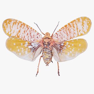 Aphaena Submaculata Cambodia Remastered