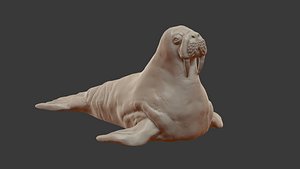 3D walrus model