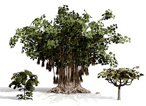 3D Realistic Ficus Socotrana 3D Model Pack model