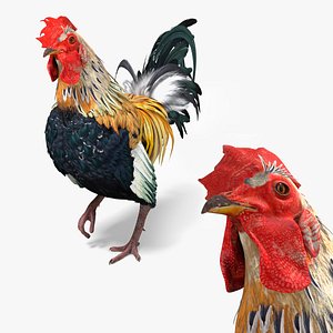 Domestic Rooster Walking Animated Rigged For Blender