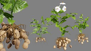 Detailed 3D Potato Plant Model 3D model