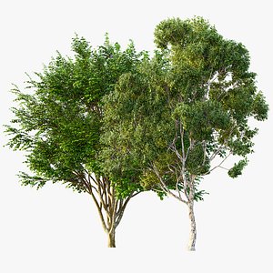 3D AV Sydney blue gum and European Beech 2 Trees