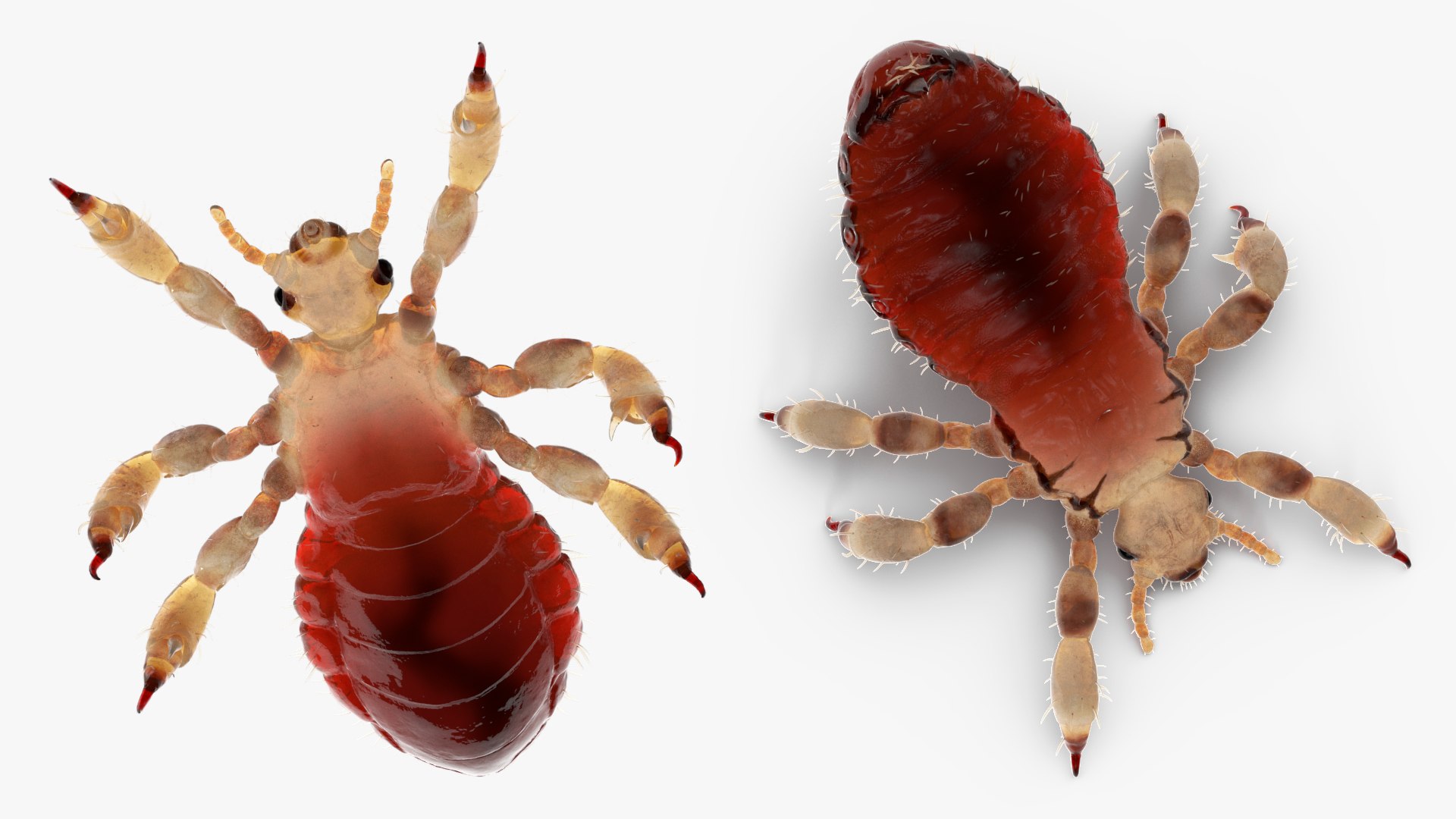 3D model Louse with Blood Eating Pose https://p.turbosquid.com/ts-thumb/6l/oGvNMJ/CL/lousewithbloodeatingposesssmb3dmodel019/jpg/1727048014/1920x1080/fit_q87/2a734c8a149de7584460f668e566bae838f42a0e/lousewithbloodeatingposesssmb3dmodel019.jpg